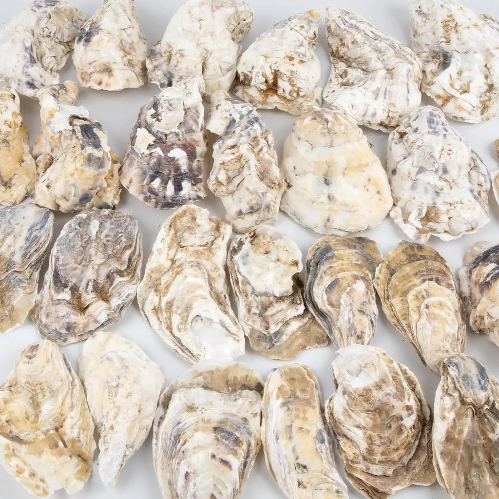 30pcs Oyster Shells With Pearl Bulk Natural Oyster Shells for Crafts DIY Arts Xmas Ornaments
