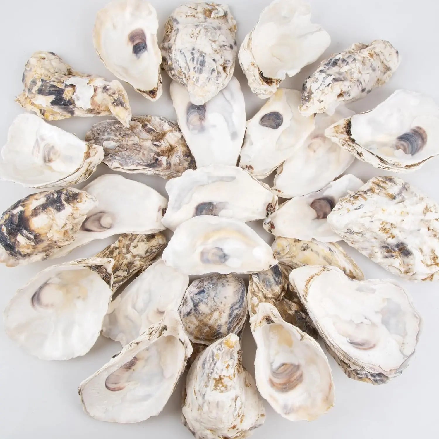 30pcs Oyster Shells With Pearl Bulk Natural Oyster Shells for Crafts DIY Arts Xmas Ornaments