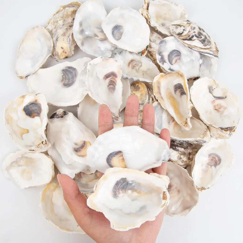 30pcs Oyster Shells With Pearl Bulk Natural Oyster Shells for Crafts DIY Arts Xmas Ornaments