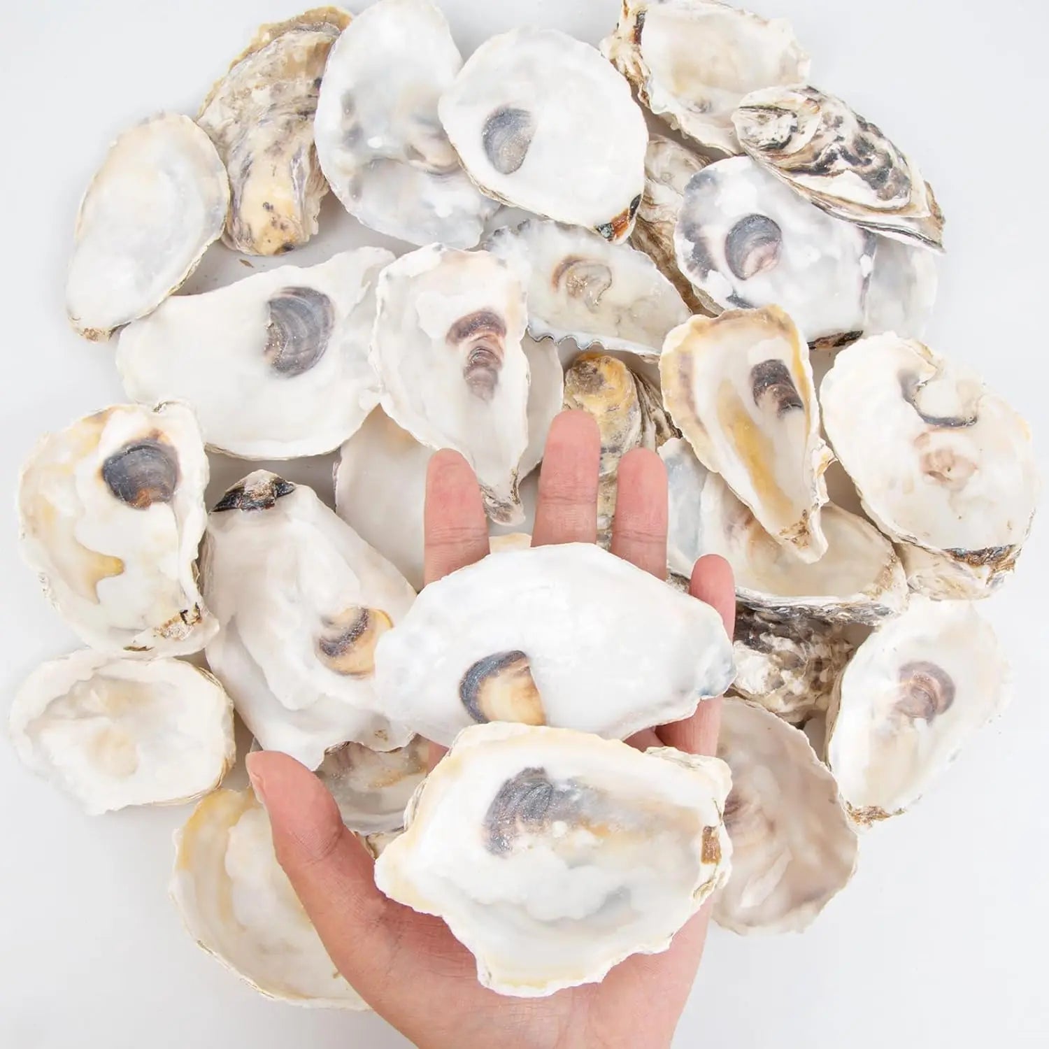 30pcs Oyster Shells With Pearl Bulk Natural Oyster Shells for Crafts DIY Arts Xmas Ornaments