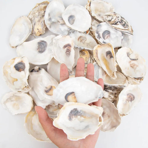 30pcs Oyster Shells With Pearl Bulk Natural Oyster Shells for Crafts DIY Arts Xmas Ornaments