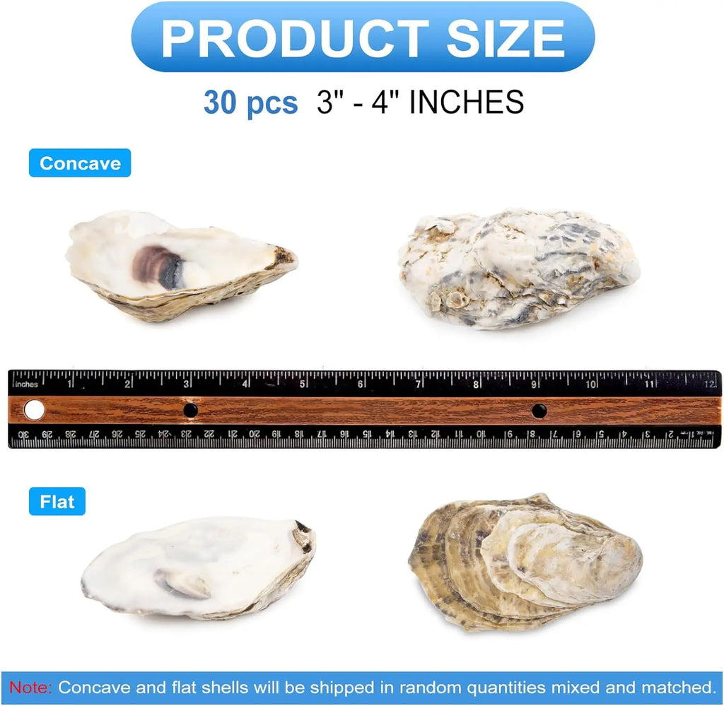 30pcs Oyster Shells With Pearl Bulk Natural Oyster Shells for Crafts DIY Arts Xmas Ornaments