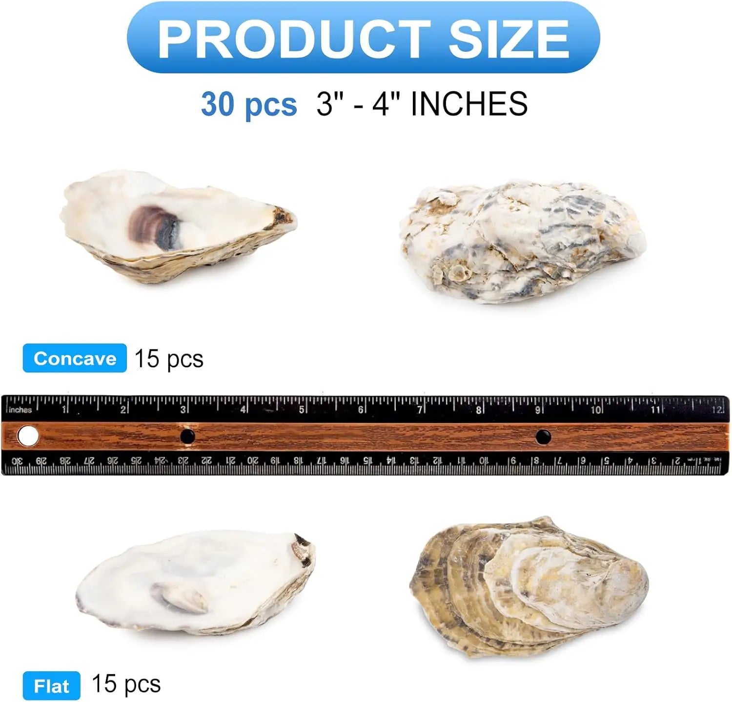 30pcs Oyster Shells With Pearl Bulk Natural Oyster Shells for Crafts DIY Arts Xmas Ornaments