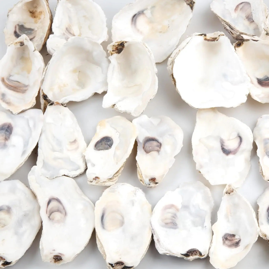 30pcs Oyster Shells With Pearl Bulk Natural Oyster Shells for Crafts DIY Arts Xmas Ornaments