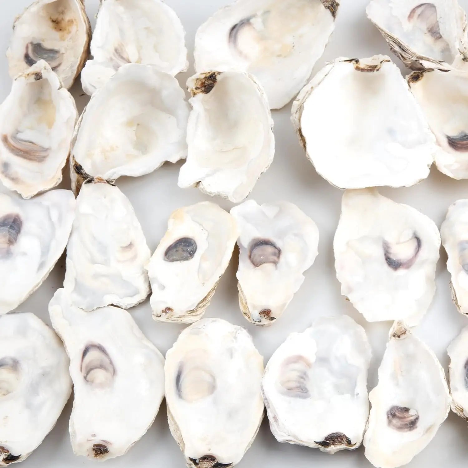 30pcs Oyster Shells With Pearl Bulk Natural Oyster Shells for Crafts DIY Arts Xmas Ornaments