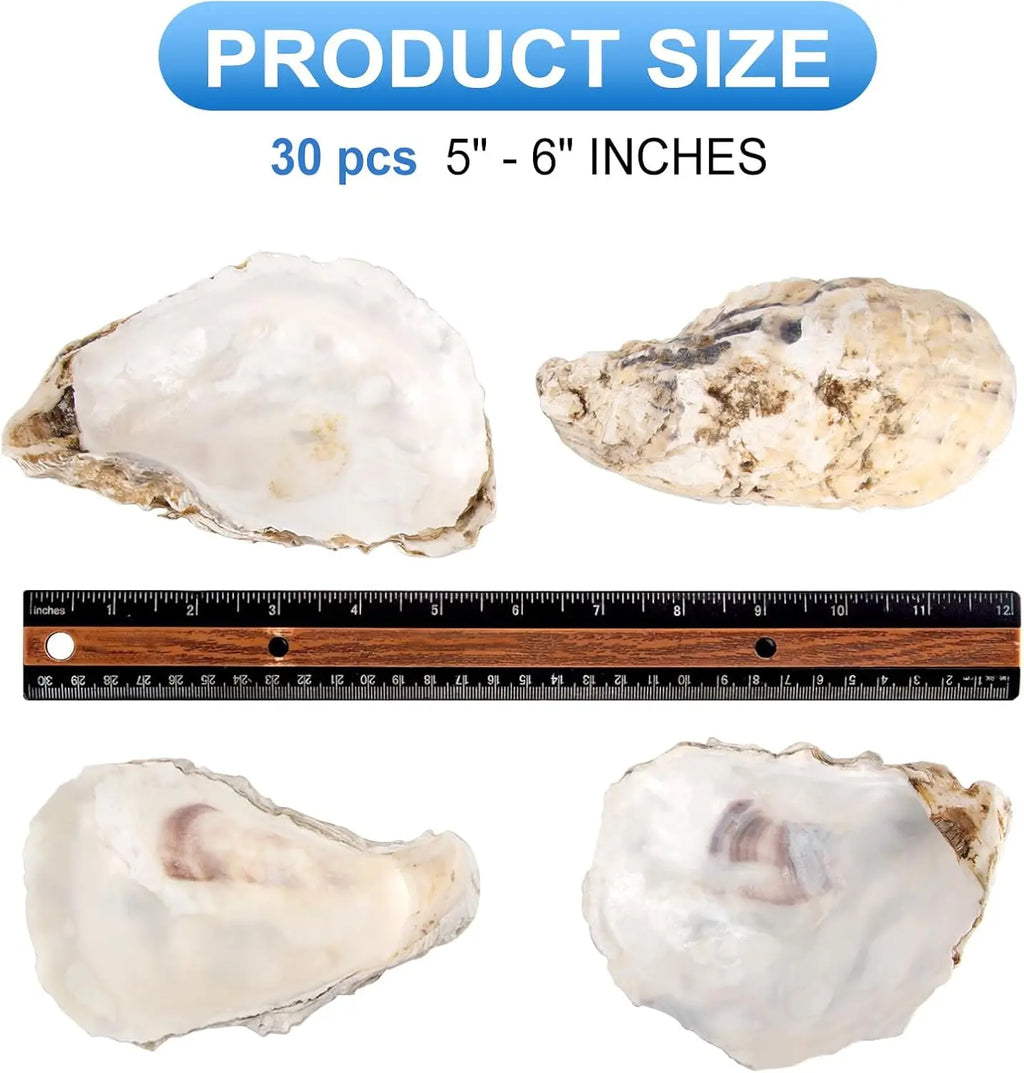 30pcs Oyster Shells With Pearl Bulk Natural Oyster Shells for Crafts DIY Arts Xmas Ornaments