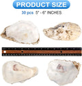 30pcs Oyster Shells With Pearl Bulk Natural Oyster Shells for Crafts DIY Arts Xmas Ornaments