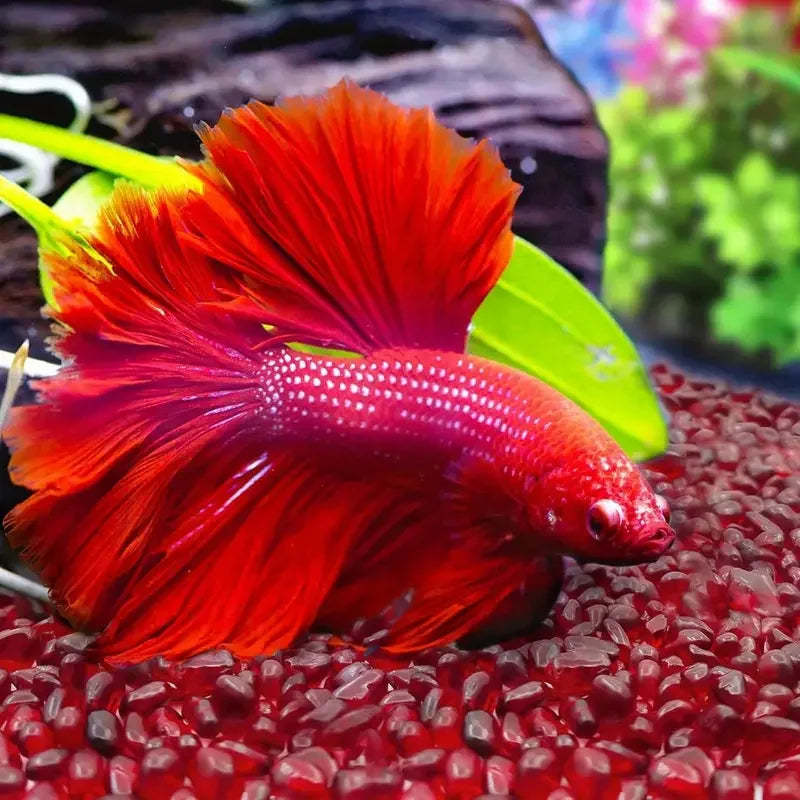60g/150g/300g red Glass gravel, irregular glass chips, for fish tank decoration, vase filling and garden decoration
