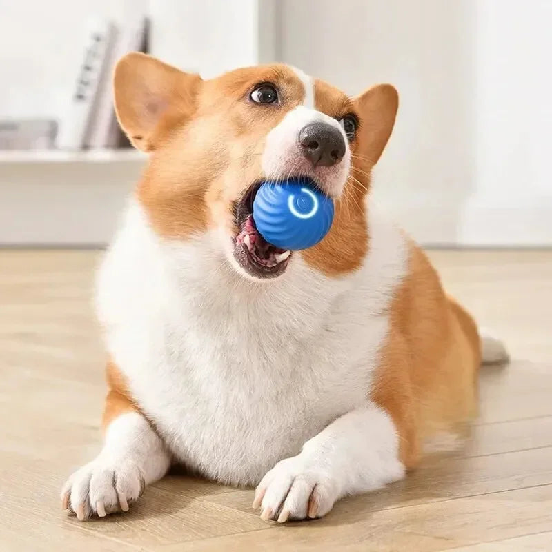 USB Automatic Dog Accessories Mobile Bounce Moving Ball For Dogs Electronic Interactive Pet Toys Pool Cats Toy Bag Supplies Home